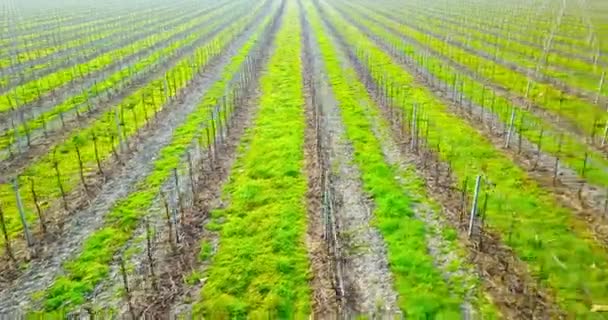 Viñedo con tiras de plantas anchas verdes que dividen las filas de vid — Vídeos de Stock