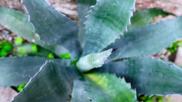 Grüne Aloe-Pflanze mit scharfen Blatträndern wächst am Stein — Stockvideo