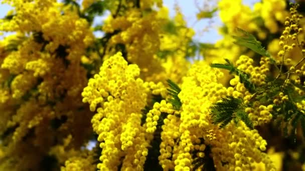 Mały żółty kwiat mimozy w kwiecie z zielonymi liśćmi — Wideo stockowe
