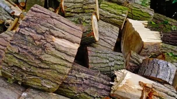 Large brown dry wood logs lie in pile with green leaves — Stock Video