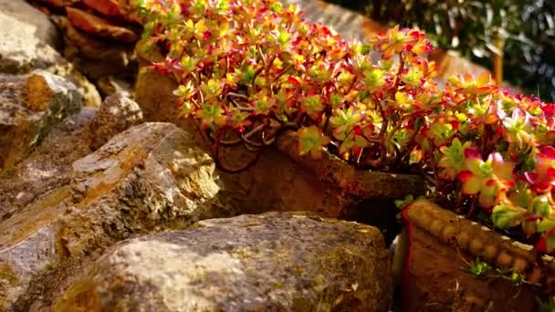 Kleine oranje en gele sappige bloemen groeien in potplanten — Stockvideo