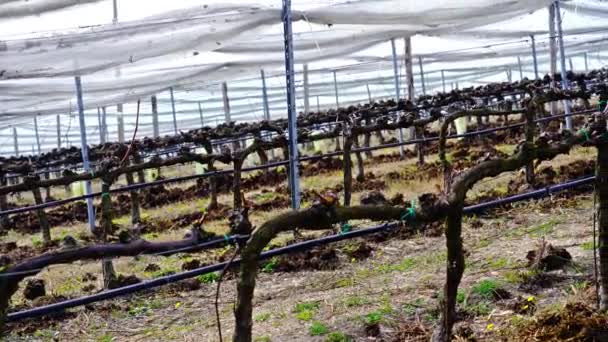 Rangées de vignes brunes de forme spéciale dans le vignoble au printemps — Video