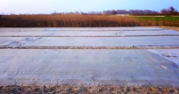 Овочеві поля під товстою фольгою проти очерету на заході сонця — стокове відео