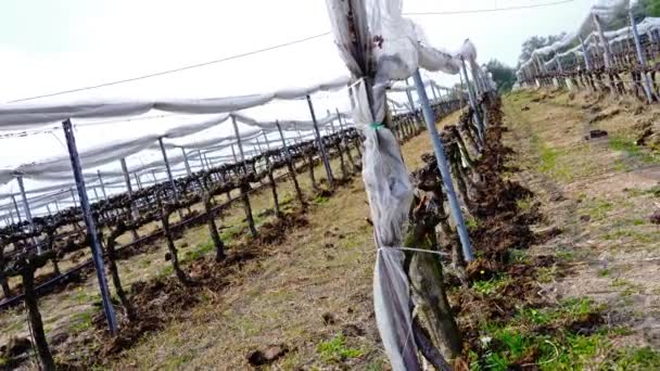 Ändlös vingård med vindruvsträd under vita plastöverdrag — Stockvideo