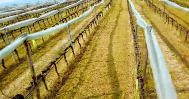 Druvvinsrader i bred vingård med vita vikta nät — Stockvideo