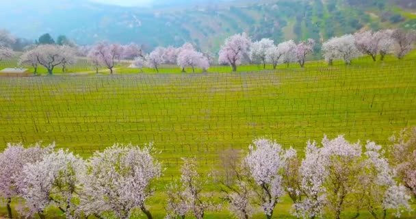 Tuscany 'deki şeftali ağaçları arasındaki dağlık arazide yeşil üzüm bağı. — Stok video