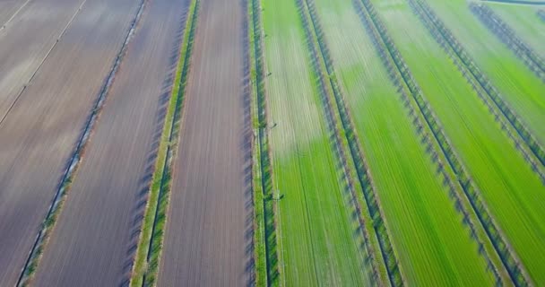 Irrigatiekanalen verdelen groentebedden en niet-gezaaide velden — Stockvideo