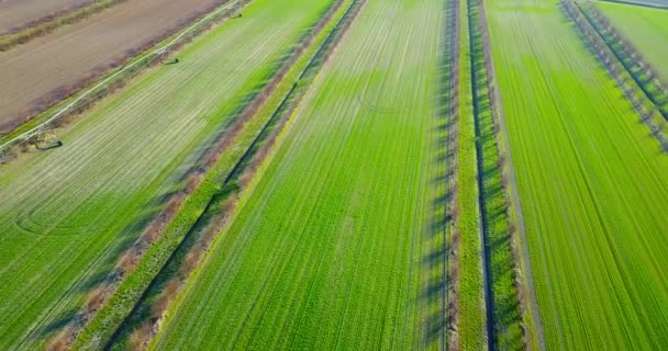 Suculento verde brotou campos com pequenos brotos de árvores jovens — Vídeo de Stock