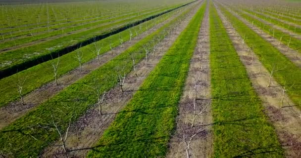 Striped field with early sprouts and tree saplings — Stock Video