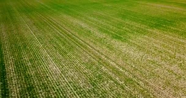 Beweging over grenzeloos groen kiemveld op zonnige dag — Stockvideo