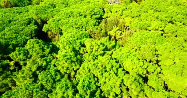 Grön skog med otaliga höga träd med täta lövverk — Stockvideo