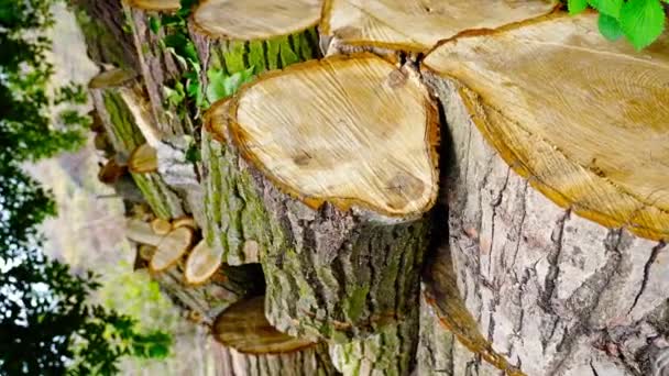 Большая деревянная стопка из коричневого дерева с поперечными сечениями лежит на земле — стоковое видео