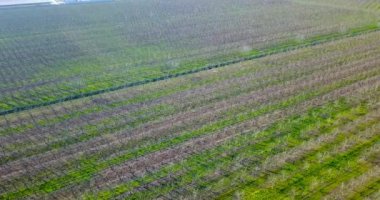 Yeşil filizlenmiş toprak şeritleri ve ağaç fidanları olan bir arazi.