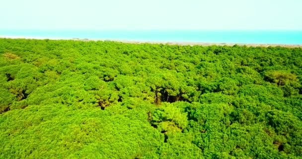 Bosque verde sin fin con árboles altos contra la laguna veneciana — Vídeos de Stock