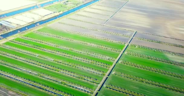 Camas de verduras rodeadas de largos canales de riego estrechos — Vídeos de Stock