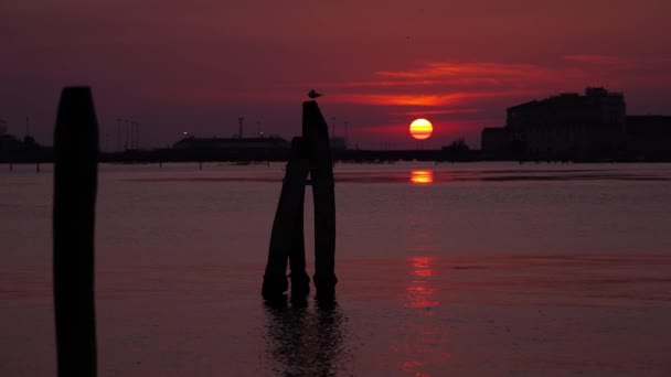 Möwensilhouette sitzt auf großer Holzstange über Lagune — Stockvideo