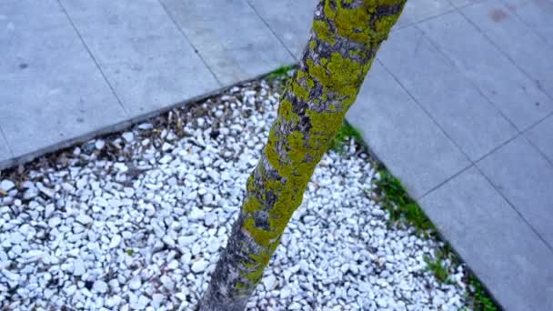 Тонкий стовбур дерева, покритий зеленим мохом, росте на тротуарі — стокове відео