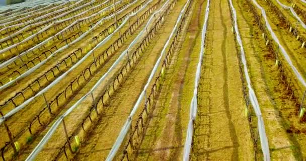 Robe rangées d'herbe brune divisant les rangées de vigne avec des filets pliés — Video