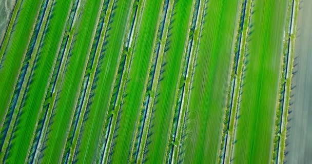 즙 이 많은 푸른 채소 밭 이 있는 아름다운 시골 구역 — 비디오