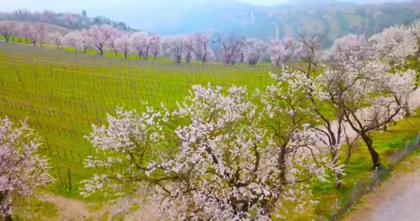 Geniş yeşil üzüm bağlarının yanında açan pembe şeftali ağaçları. — Stok video