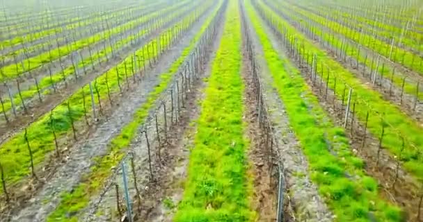 Movimiento a lo largo de viñedo ilimitado con tiras de hierba en primavera — Vídeos de Stock