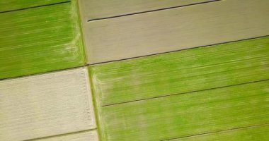 Erken filizlenen yeşil alanların yakınındaki ekili tarlalar.