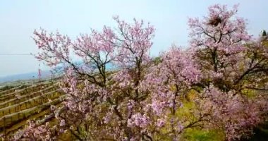 Tuscany 'de üzüm bağlarına karşı çiçek açan pembe şeftali ağaçları.