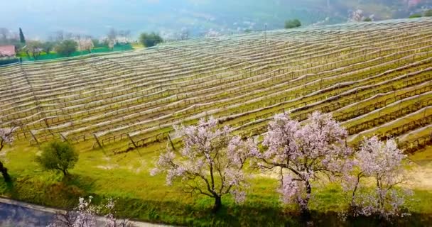 柏油路附近的葡萄园，开满了盛开的桃树 — 图库视频影像