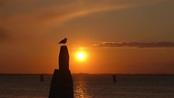 Πουλί στέκεται σε ψηλό πυλώνα στη λιμνοθάλασσα της Βενετίας το ηλιοβασίλεμα — Αρχείο Βίντεο