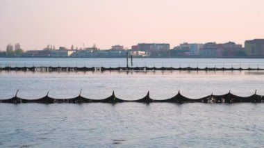 Venedik gölünün suyundan çıkan ağlar.
