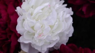 Renkli kırmızı yaprakların arasında beyaz şakayık çiçekleri