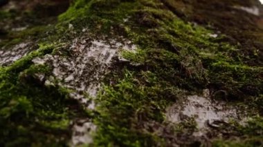 Yeşil çalılıklarla kaplı sınırsız tepe yamacı