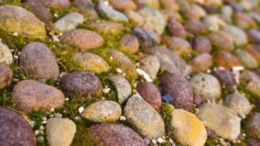 Bahçedeki yeşil çimlerin üzerinde çakıl yolu üzerinde yakın hareket