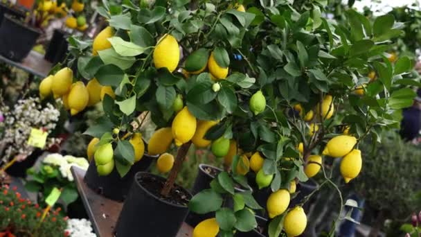 Citromfák zöld és sárga gyümölcsökkel cserepes növényekben — Stock videók