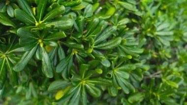 Domuzotları sulu yapraklarla sulu bitkiler üretir.