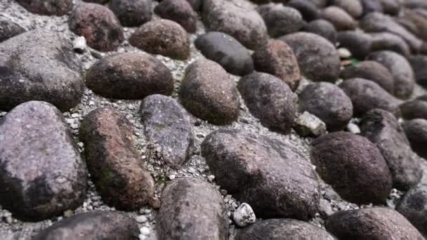 Oblázková zahradní pěšina s velkými tmavými opotřebovanými kameny na zemi — Stock video