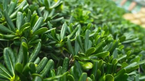 Ζουμερά πράσινα φυτά Pigmyweeds της οικογένειας Crassula ovata — Αρχείο Βίντεο