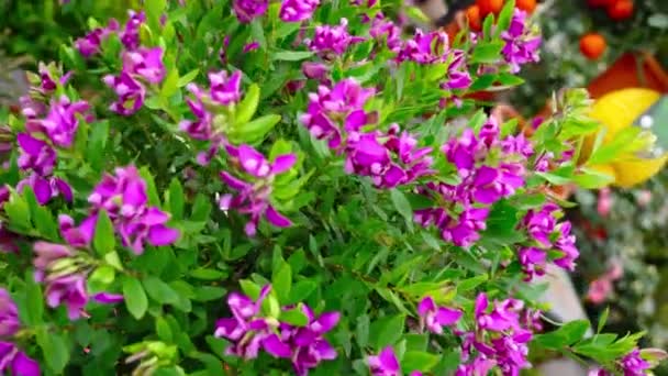 Phlox violet fleurs contre les plantes en pot de fruits sur le marché — Video