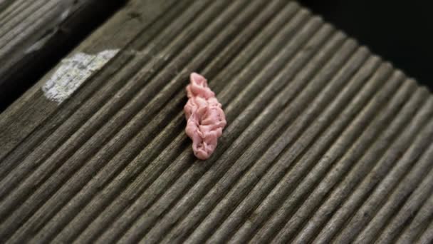 Gomme rose froissée mâchée repose sur une surface en bois minable — Video