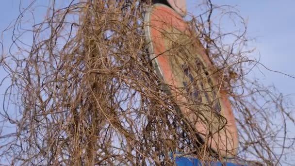 Vägskylt övergiven bland rötterna på en växt — Stockvideo