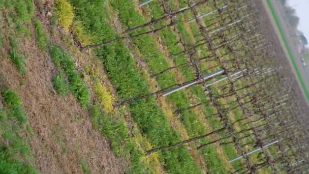 Cultivo de vinhas no campo perto das casas — Vídeo de Stock