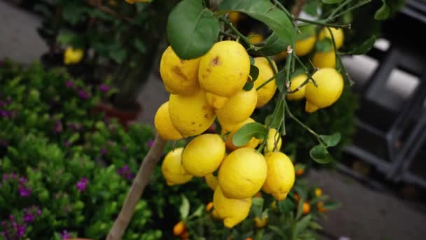Drzewo cytrynowe z dojrzałymi owocami w garnku przeciwko kwiatom zbliżenie — Wideo stockowe