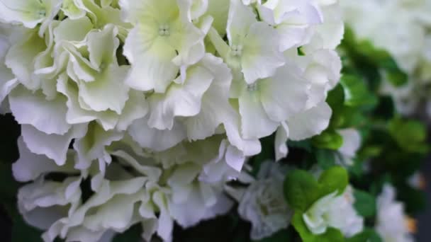 Hydrangea blommor med vita kronblad i lokala blomsteraffär — Stockvideo