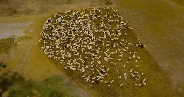 Mandria di un gruppo di pecore in mezzo al campo verde — Video Stock