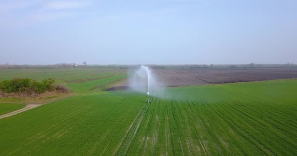 緑のフィールドに水のジェットが噴霧されます — ストック動画