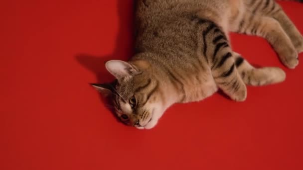 Grå katt spelar liggande på en röd bakgrund — Stockvideo
