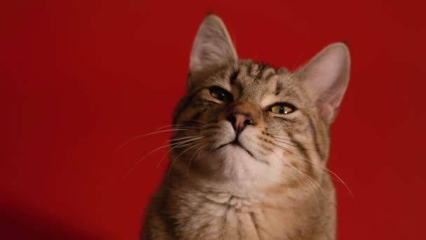 Gatto grigio assonnato su sfondo rosso — Video Stock