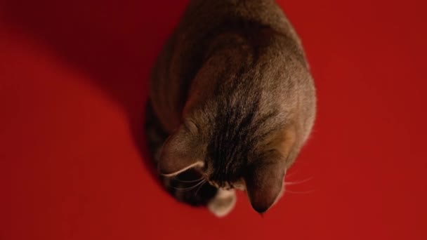 Šedá kočka sedící na červené podlaze — Stock video