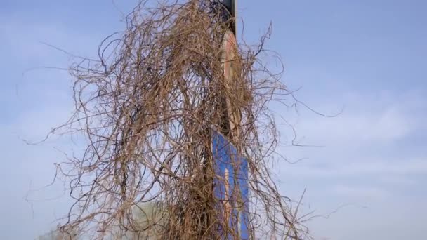 Vägskylt övergiven bland rötterna på en växt — Stockvideo