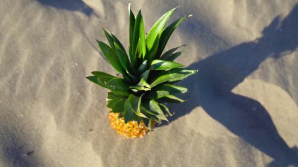夏天的阳光照射在沙滩上的菠萝 — 图库视频影像
